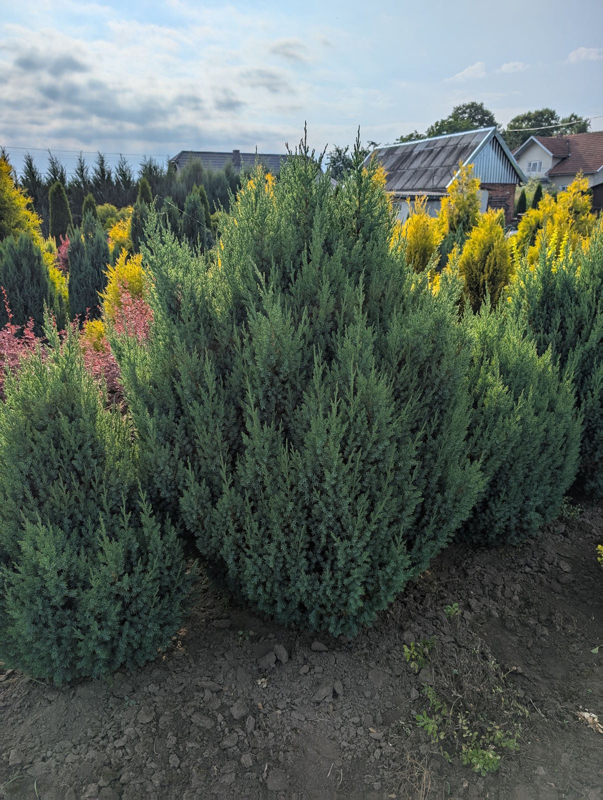 Ялівець китайський "Стрікта"