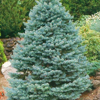 Ялиця гірська "Компакта" - Abies lasiocarpa "Compacta"