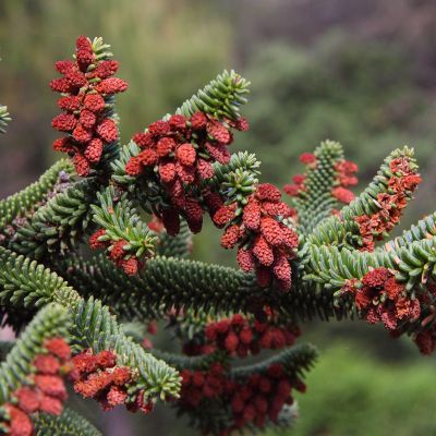 Ялиця іспанська "Глаука" - Abies pinsapo "Glauca"