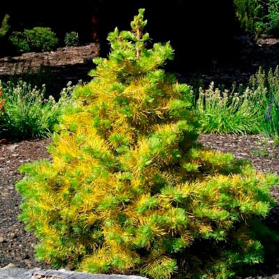 Ялиця одноколірна/каліфонійська "Вінтерголд" - Abies concolor "Wintergold"