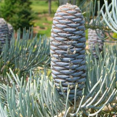 Ялиця одноколірна/каліфорнійська - Abies concolor glauca