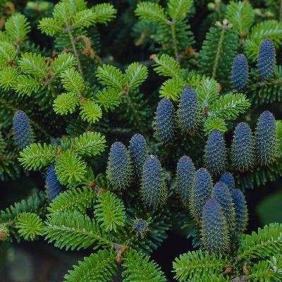Ялиця Корейська - Abies koreana