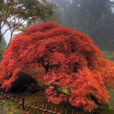 Клен пальмолистий "Атропурпуреум" - Acer palmatum "Atropurpureum"