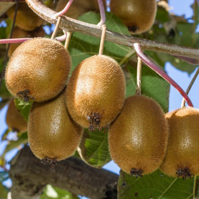 Ківі "Дженні" - Actinidia deliciosa "Jenny"