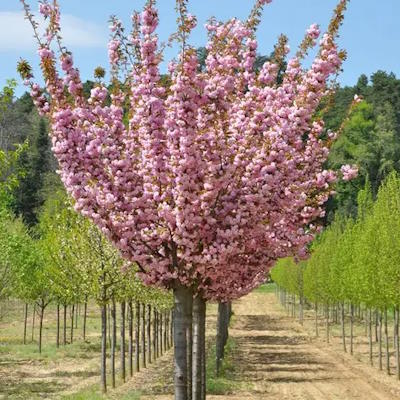 Мигдаль трилопатевий "Луїзіана" на штамбі - Amygdalus triloba "Louiseania"