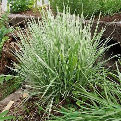 Райграс бульбоносний "Варієгатум" - Arrhenatherum bulbosum "Variegatum"