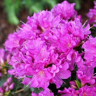 Азалія японська "Гейша Пурпл" - Azalea japonica "Geisha Purple"