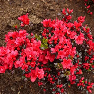 Азалія японська "Марушка" - Azalea japonica "Maruschka"
