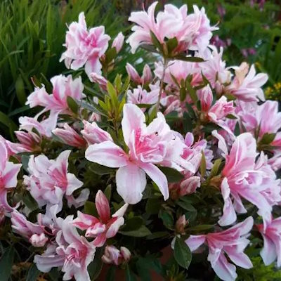 Азалія японська "Меллі" - Azalea japonica "Melle"
