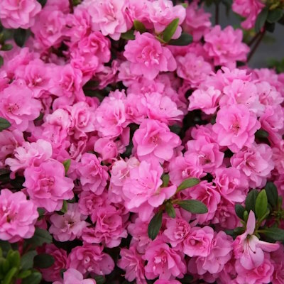 Азалія японська "Розінетта" - Azalea japonica "Rosinetta"