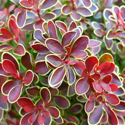 Барбарис Тунберга "Адмірейшн" - Berberis thunbergii "Admiration"