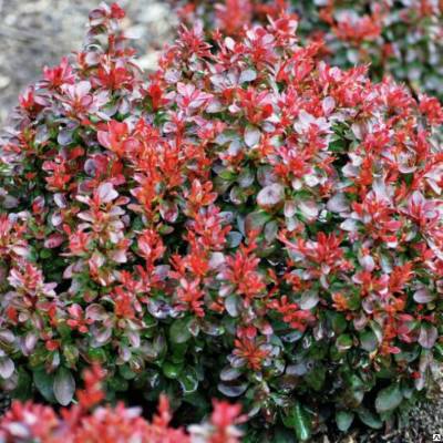 Барбарис Тунберга "Багатель" - Berberis Thunbergii "Bagatelle"