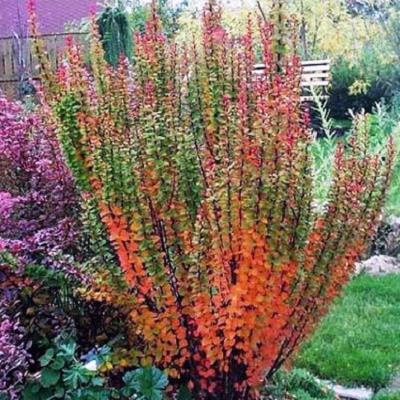 Барбарис Тунберга "Еректа" - Berberis thunbergii "Erecta"