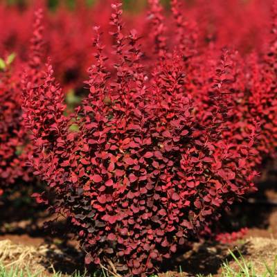 Барбарис Тунберга "Оранж Рокет" - Berberis thunbergii "Orange Rocket"