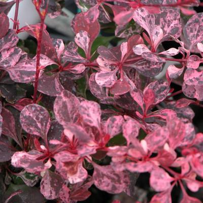 Барбарис Тунберга "Пінк Квін" - Berberis thunbergii "Pink Queen"