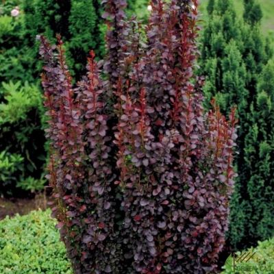 Барбарис Тунберга "Ред Рокет" - Berberis thunbergii "Red Rocket"
