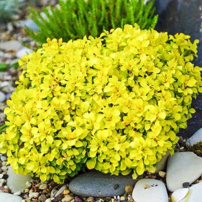 Барбарис Тунберга "Тіні Голд" - Berberis thunbergii "Tiny Gold"