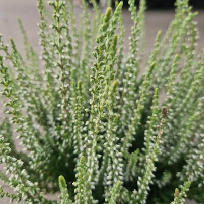 Верес звичайний "Аслі" - Calluna vulgaris "Asli"