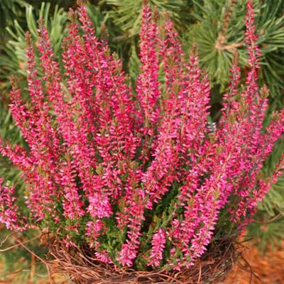 Верес звичайний "Атен" - Calluna vulgaris "Athene"
