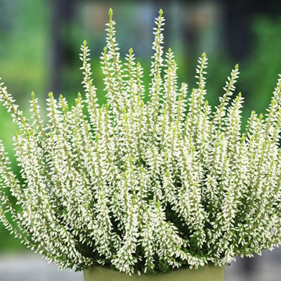 Верес звичайний "Ауріка - Calluna vulgaris "Aurika"