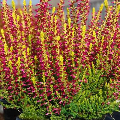 Верес звичайний "Голден Енжі" - Calluna vulgaris "Golden Angie"