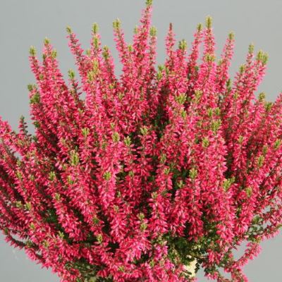 Верес звичайний "Мартіна" - Calluna vulgaris "Martina"