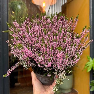 Верес звичайний "Пінк Бетіна" - Calluna vulgaris "Pink Bettina"