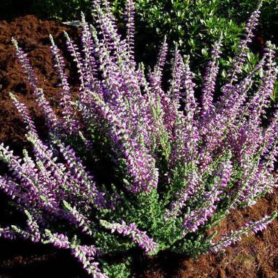 Верес звичайний "Сільвана" - Calluna vulgaris "Silvana"