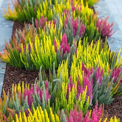 Верес звичайний Двоколор - Calluna vulgaris Two-color