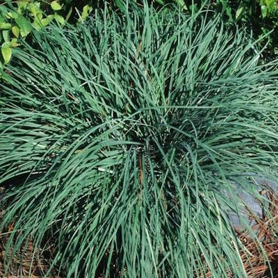 Осока повисла "Блю Зінгер" - Carex flacca "Blue Zinger"