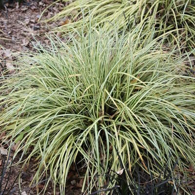 Осока охименська "Everest" - Carex oshimensis "Everest"