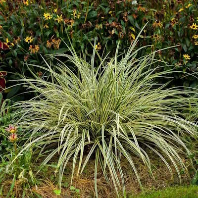 Осока Морроу "Голдбенд" - Carex morrowii "Goldband"