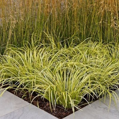 Осока коричнувата "Дженеке" - Carex brunnea "Jenneke"
