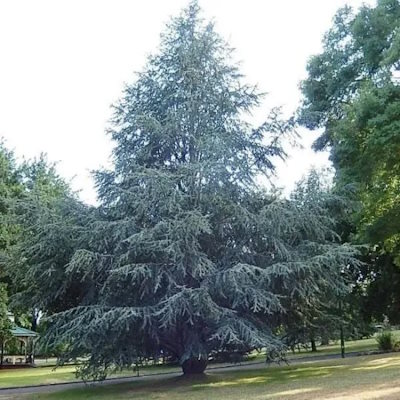 Кедр атласький - Cedrus atlantica