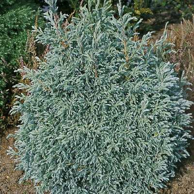 Кипарисовик горохоплідний "Бебі Блю" - Chamaecyparis pisifera "Baby Blue"
