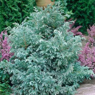 Кипарисовик горохоплідний "Болевард" - Chamaecyparis pisifera "Boulevard"