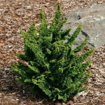 Кипарисовик тупий "Чірімен" - Chamaecyparis obtusa "Chirimen"