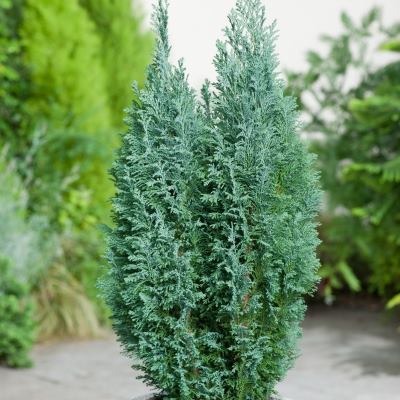 Кипарисовик Лавсона "Елвуді" - Chamaecyparis lawsoniana "Ellwoodii"