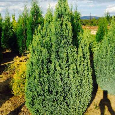Кипарисовик Лавсона "Елвудс Голд" - Chamaecyparis lawsoniana "Elwood`s Gold"
