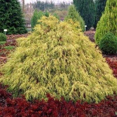 Кипарисовик горохоплідний "Філіфера Ауреа Нана" - Chamaecyparis pisifera "Filifera Aurea Nana"
