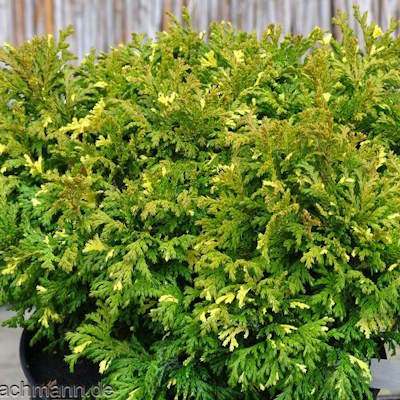 Кипарисовик горохоплідний "Нана Ауреоваріегата" - Chamaecyparis pisifera "Nana Aureovariegata"