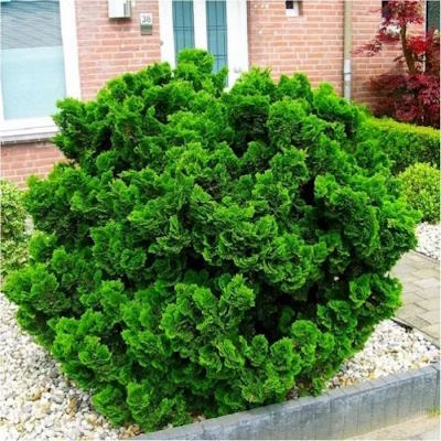 Кипарисовик тупий "Нана Грациліс" - Chamaecyparis obtusa "Nana Gracilis"