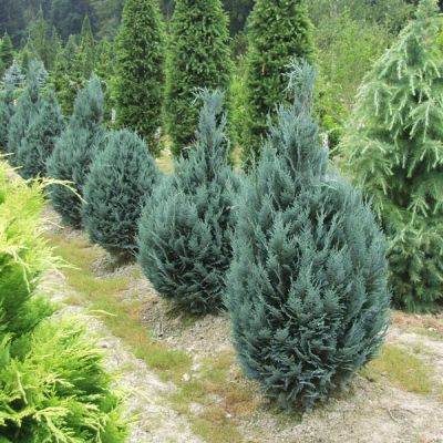 Кипарисовик Лавсона "Пельтс Блю" - Chamaecyparis lawsoniana "Pelt's Blue"