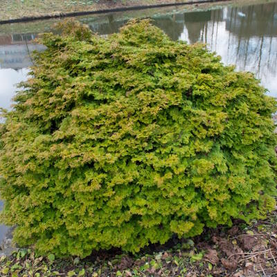 Кипарисовик тупий "Пігмея" - Chamaecyparis obtusa "Pygmaea"