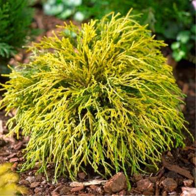 Кипарисовик горохоплідний "Санголд" - Chamaecyparis pisifera "Sangold"