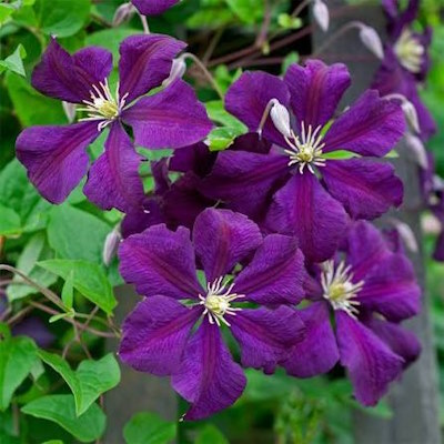 Ломиніс/клематіс "Етуаль Віолет" - Clematis "Étoile Violette"
