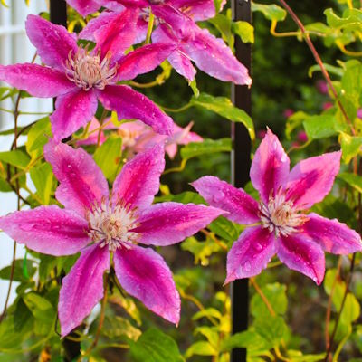 Ломиніс/клематіс "Санрайз" - Clematis "Sunrise"