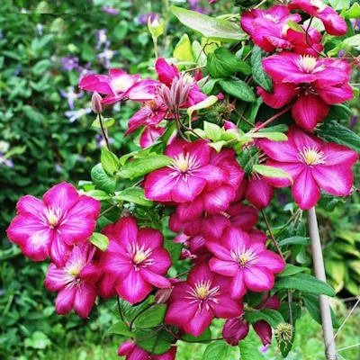 Ломиніс/клематіс "Віль де Ліон" - Clematis "Ville de Lyon"