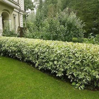 Дерен білий "Елегантіссіма" - Cornus alba "Elegantissima"
