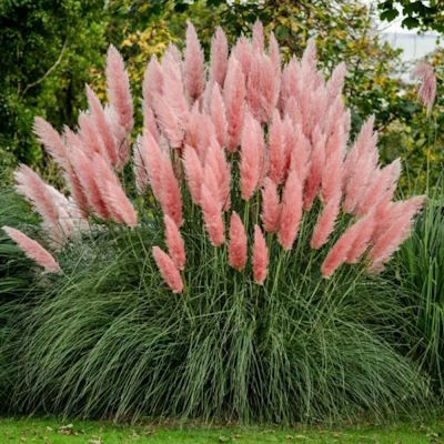 Кортадерія Селло "Розеа" - Cortaderia selloana "Rosea"